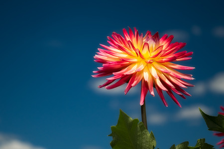 Dahlia - flowers, nature