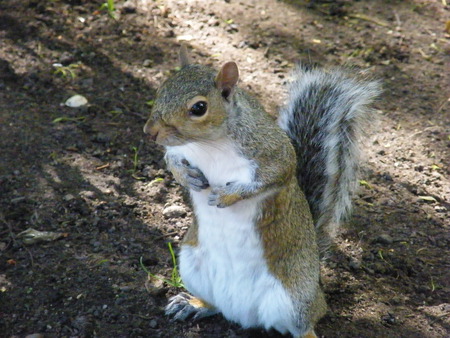 squeeky - pleased to me you, iam hungry