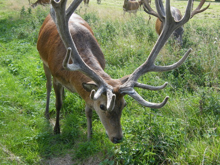 oh dear - deery me, steady