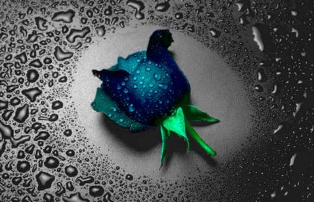 Teal Rose - flowers, nature, rose