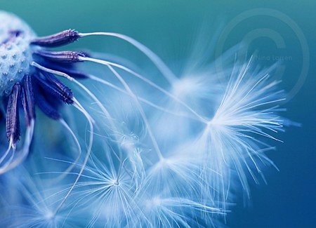 Blue Silence - nature, flowers, blue