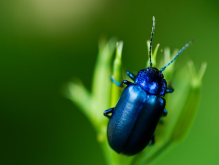 Blue Beetle - animals, bugs