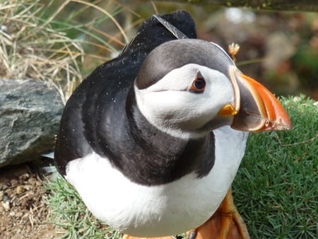 Puffin - shetland, puffin