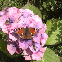 peacock butterfly