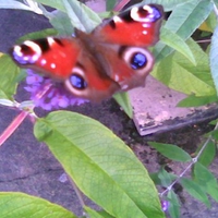 peacock butterfly