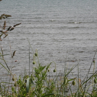 Carnoustie Beach Sea and Poppies