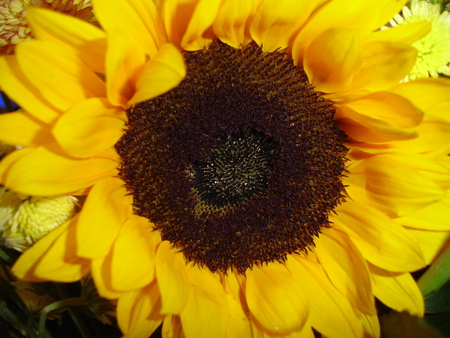 sunflower - flowers, sunflowers, sunflower, petal, pollen, flower, petals, sun