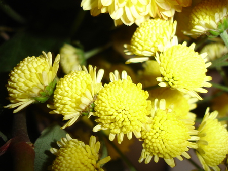 flower spray - flowers, petal, yellow, pollen, flower, petals