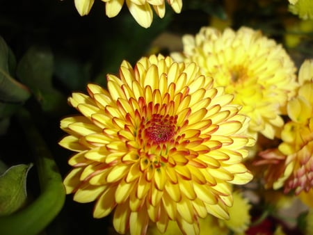 Flowers - petal, yellow, petals, flowers, pollen, flower