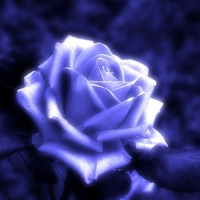 Blue Rose