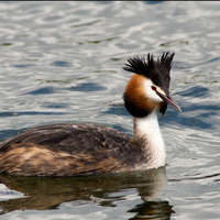 Great crested grebe