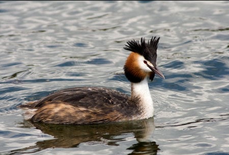 Great crested grebe - great crested grebes, bird, water, wings, flying