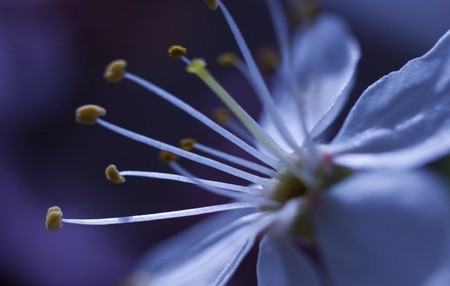 Blossom - flowers, nature