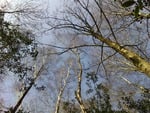 forest roof