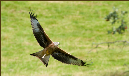 Red Kite ~ Milvus milvus - milvus milvus, in flight, wing, bird of prey, flying, talon, red kite, carrion, beak