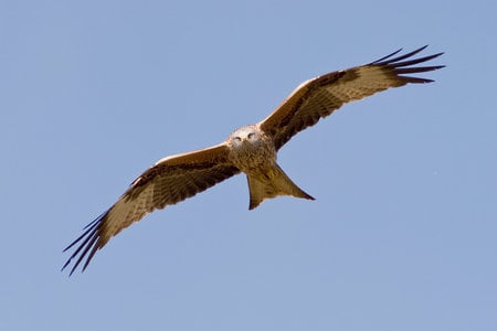 Red Kite ~ Milvus milvus - milvus milvus, in flight, wing, bird of prey, flying, talon, red kite, carrion, beak