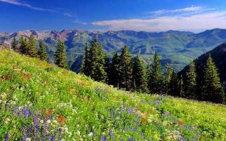 Mountain wildflowers - sky, valley, hills, mountain, meadow, field, nature, view, grass, wildflowers