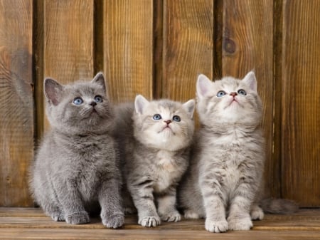 Fluffy friends - paws, sweet, three, fluffy, grey, kittens, blue eyed, cute, cats, adorable, wall, animals