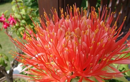 PRETTY BLOSSOM - blossom, orange, flower, plant