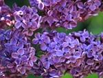 LOVELY LILACS