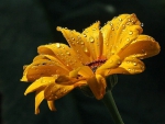 RAINDROPS ON FLOWER