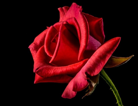 RED ROSE ON BLACK - red, background, rose, black