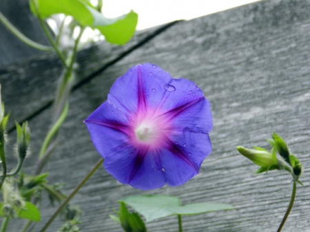 MORNING GLORY - morning, nature, pretty, flower