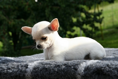 CUTE LITTLE CHI CHI - puppy, animal, little, cute