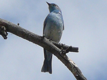 Mountain Bluebird - wyoming, yellowstone, usa, bluebird