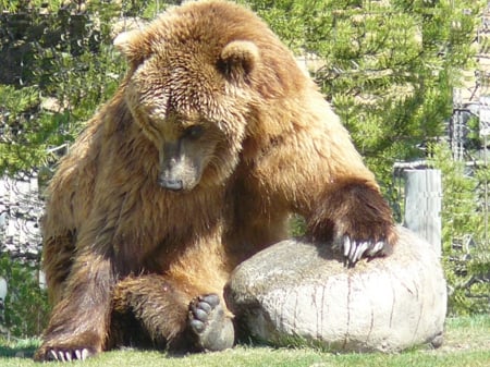 Grizzly Bear relaxing - wyoming, usa, bear, yellowstone