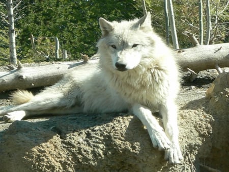 Grey Wolf - wyoming, usa, refuge, wolf