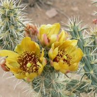 Cactus Rose