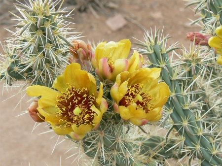 Cactus Rose - grand, canyon, rose, usa