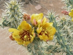 Cactus Rose