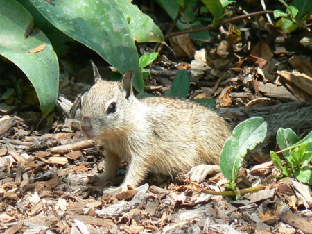 Baby Grey Squirrel - usa, santa, barbara, california