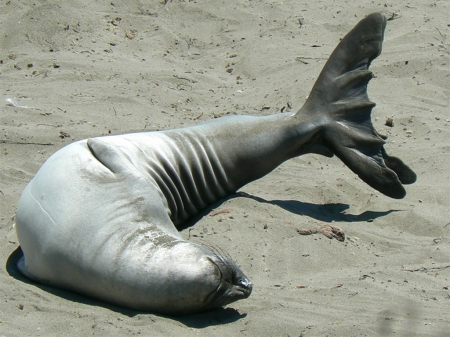 A Happy Seal - usa, california, happy, seal