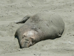 A not so happy seal