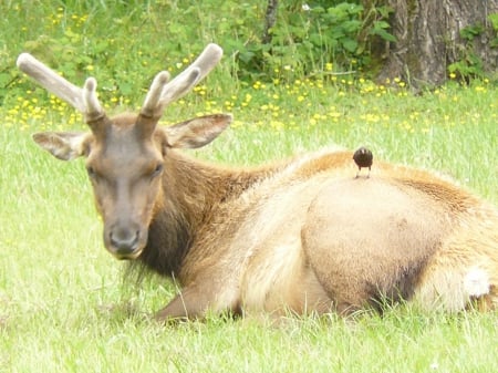 An Elk and his friend - park, redwood, elk, usa