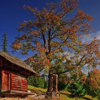 log hut on a mountainside