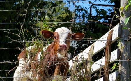 Calf - cow, Calf, trees, fence