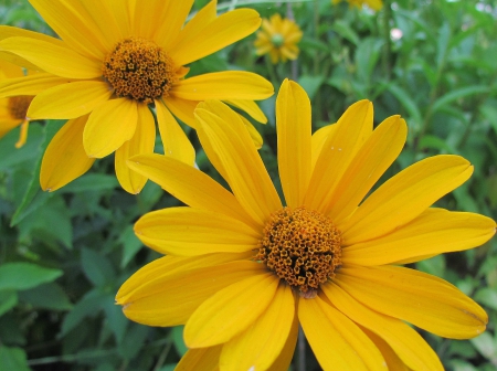 Yellow flower - green, nice, summer, yellow