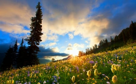 The Awakening - mountains, beautiful, spring, wildflowers, sky, mount rainier national park, clouds, field, trees, nature, washington state, sunrise, sunshine