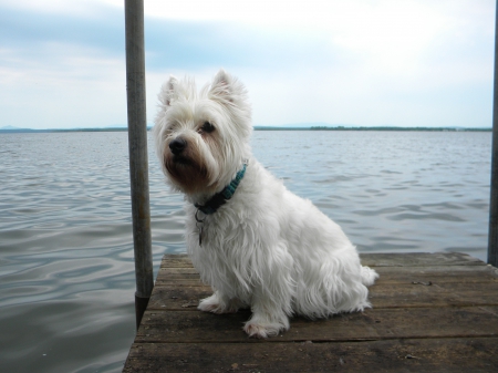 I wait here - pet, white, dog, sea, wait