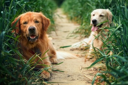 Rest In Garden - two, together, dogs, resting, garden