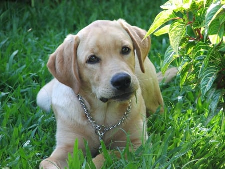 I Like To Sit In The Grass - fresh, garden, sunshine, dog, green, grass