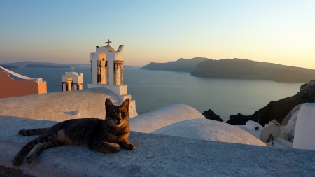 Relaxing in the Shade - shade, santorini, greece, cat