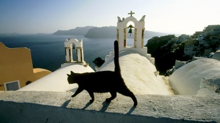 Santorini Stroll - cat, santorini, greece, roof top