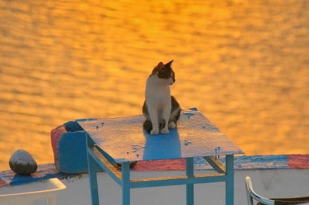 Santorini Sunset - cat, santorini, greece, sunset