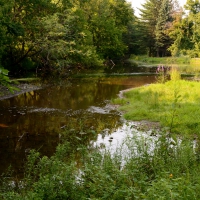 Sultry Summer Swamp