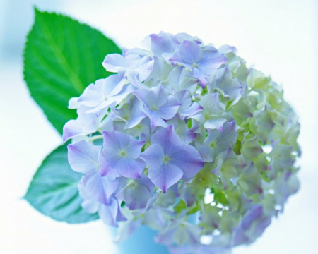 Elegant flower - flower, petals, bloom, blue